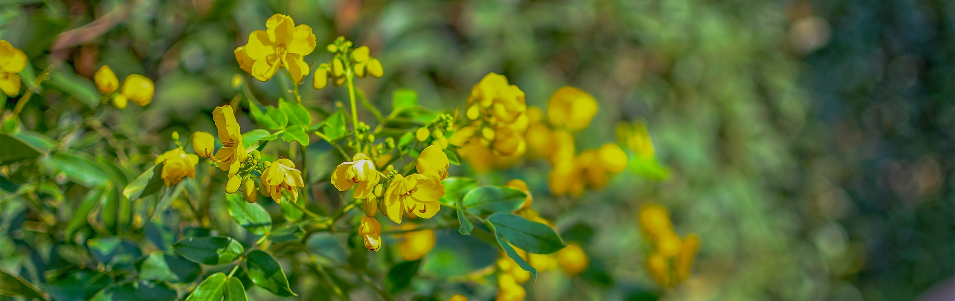 politique de confidentialite groupe sejoya a calvi en corse